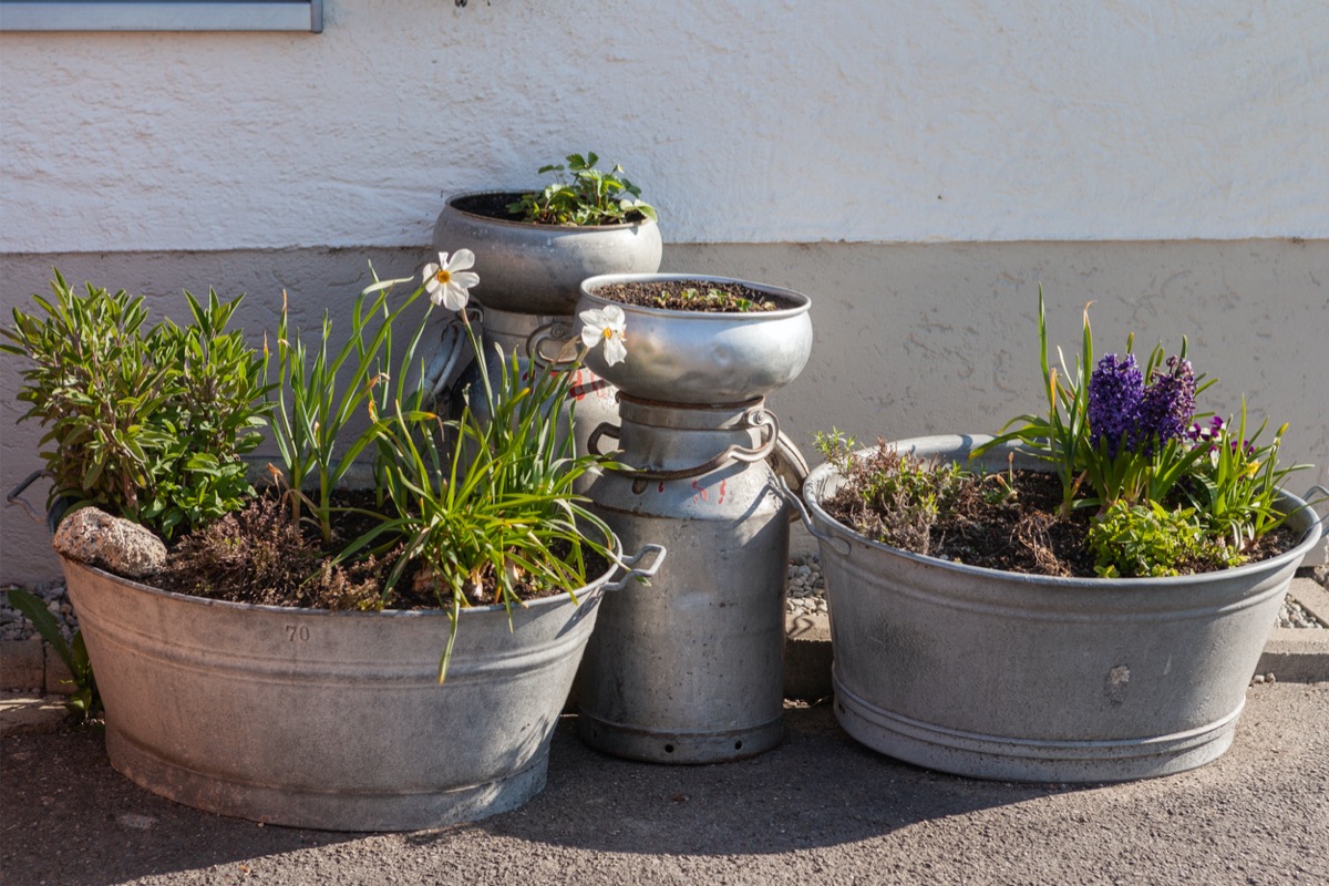 Repurposed tin buckets serve as decorative flower beds.