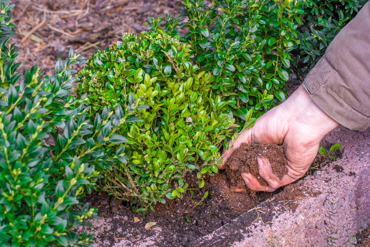 boxwood care planting boxwood