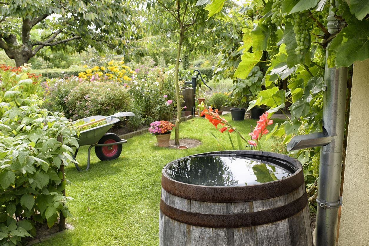 Un jardin d'arrière-cour sain avec un baril recueillant l'eau de pluie.