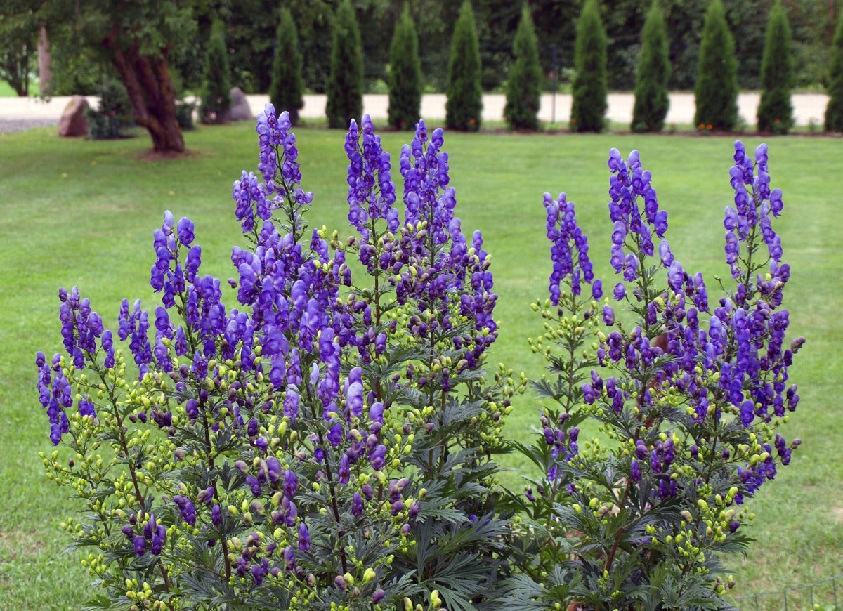 10 fleurs d'automne résistantes au froid