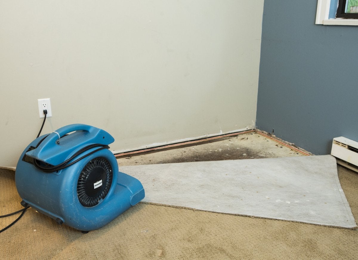 The Dark, Dirty Truth About Household Mold (And How to Rid Yourself of It)