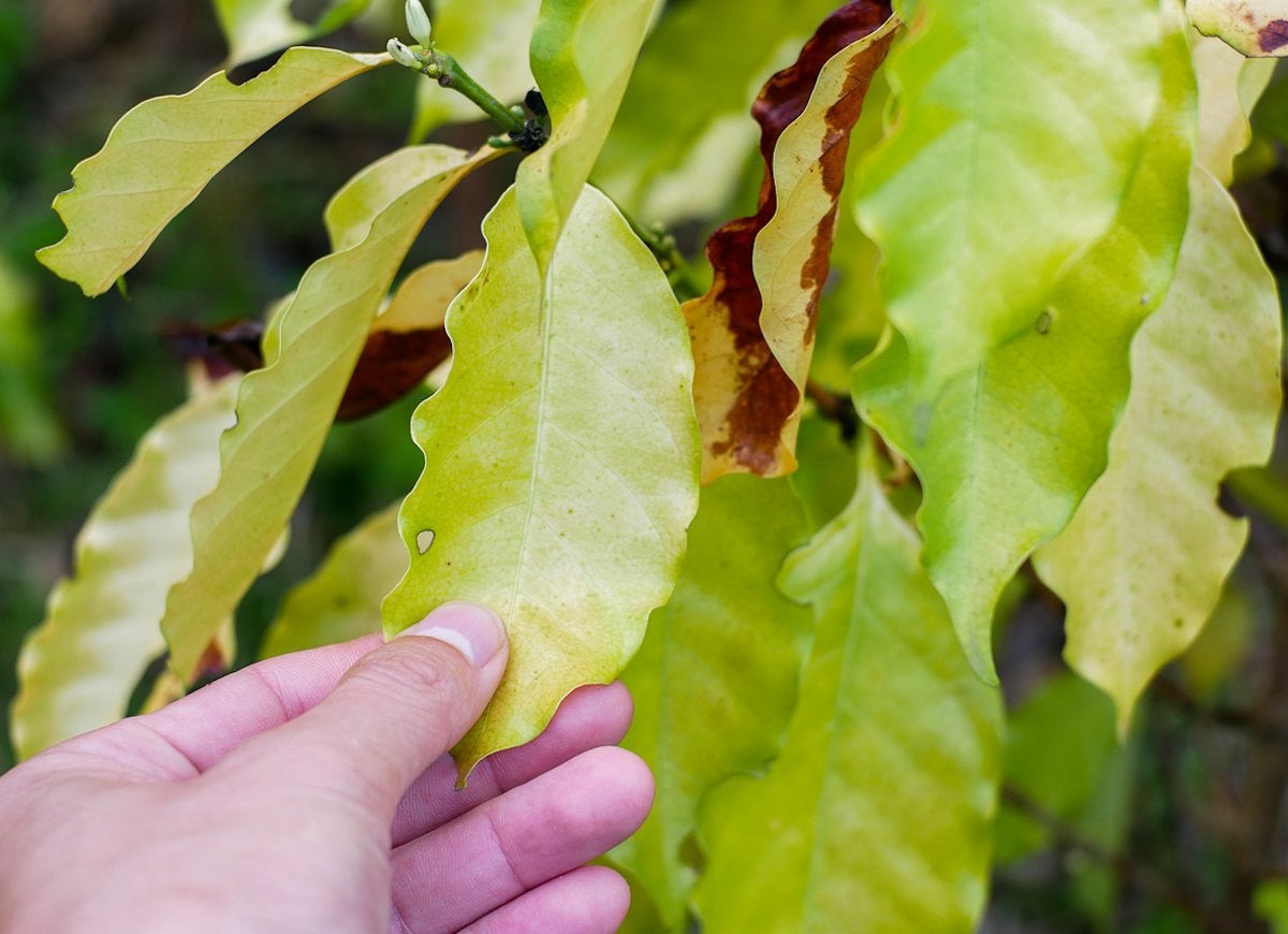 14 Symptoms of an Unhappy Houseplant (and How You Can Treat Them)