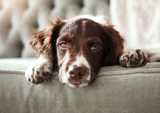 Dog sitting on couch looking at the camera