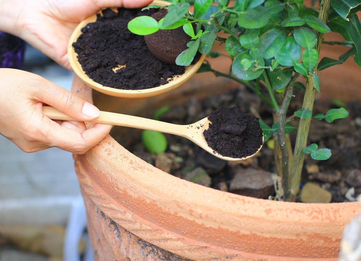 7 Fertilizer Mistakes Most Home Gardeners Make