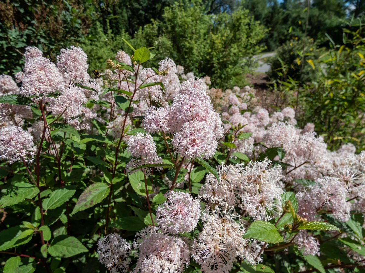 New Jersey Tea (Ceanothus americanus) growing in a garden.