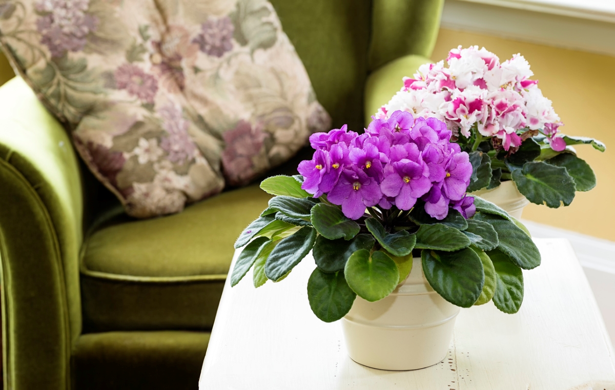 Purple African violet flowers.