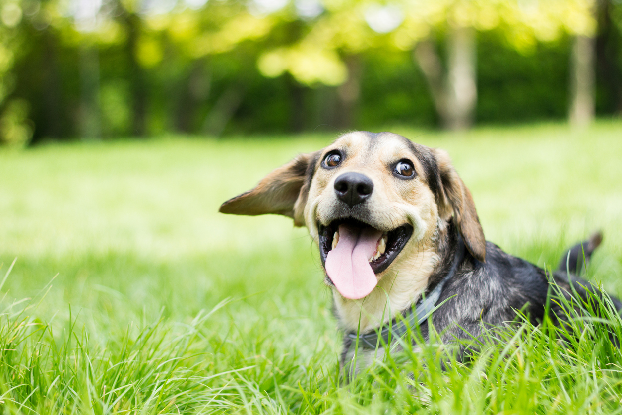 chien assis dans l'herbe haletant