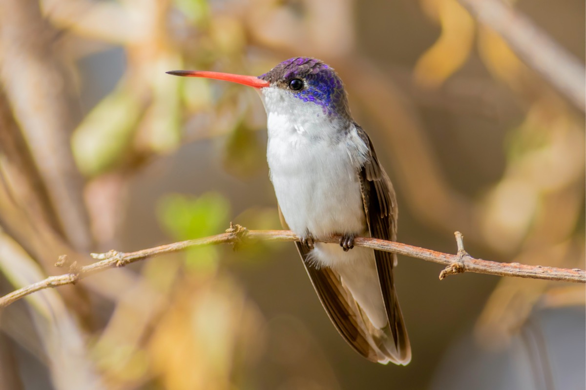 types de colibris