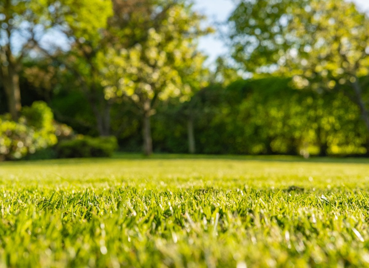 The Best Things You Can Do for Your Lawn