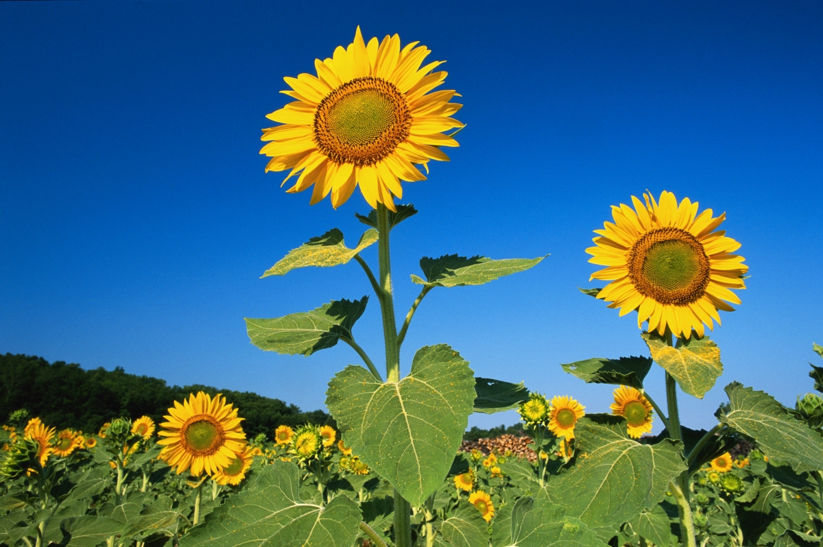 A field of tall sunflowers with a blue sky background.