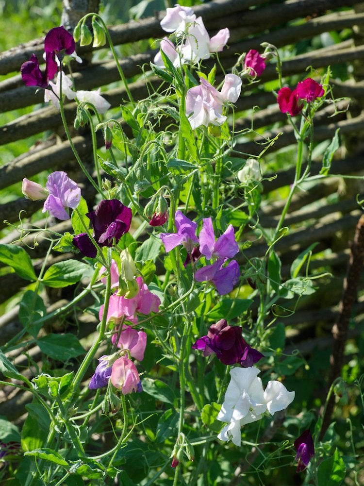 Flowering Climbers: 8 Cures for the Common Garden