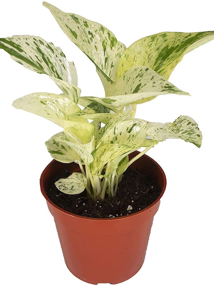 10 Pothos Varieties for Your Easy-Care Houseplant Collection