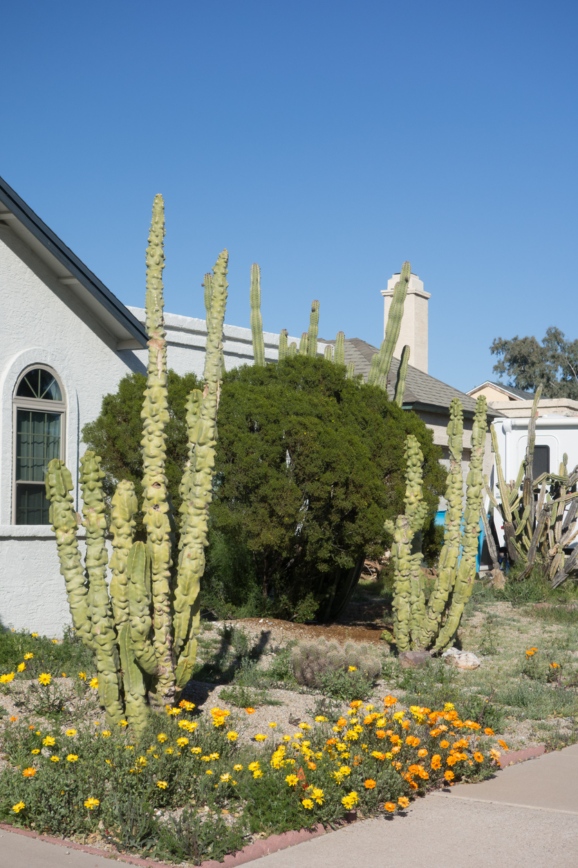 jardin de style sud-ouest xéropaysagé avec des cactus totem et des petites fleurs