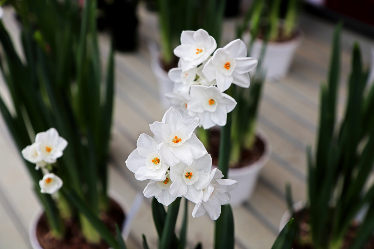 Christmas plants- paperwhite-flower-blooms