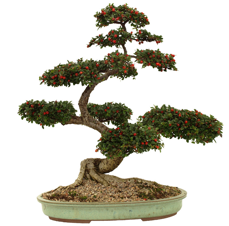 types of bonsai trees