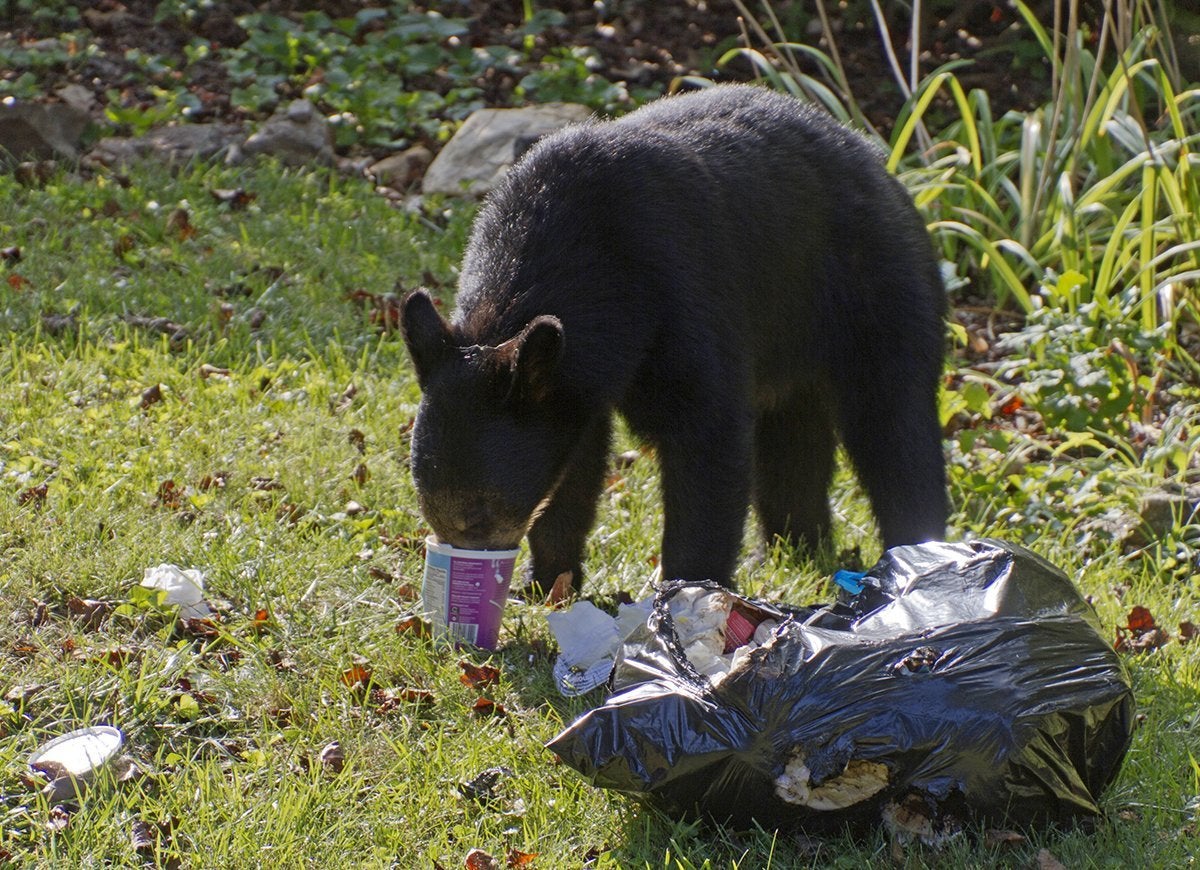 20 Tips for Keeping All Critters Out of Your Yard and Garden