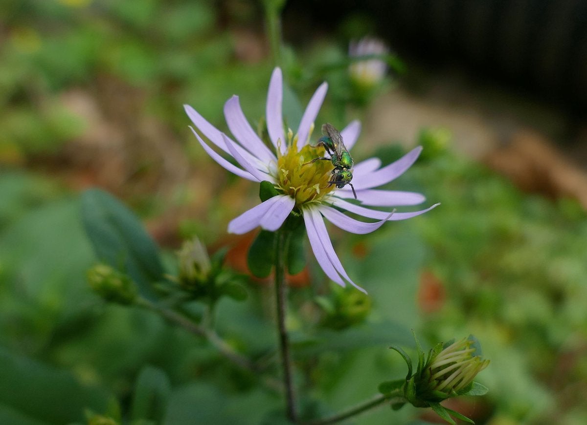 10 Times You Can Get Nature to Do Your Yard Work for You