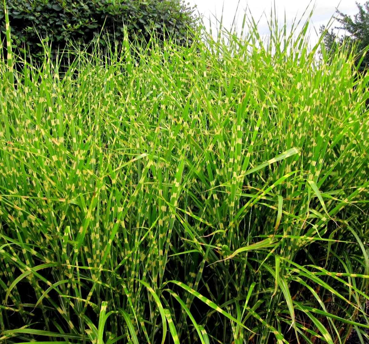 Tall ornamental grass with long striped blades.