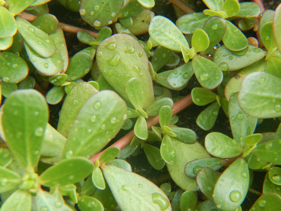 gazon mauvaises herbes persil