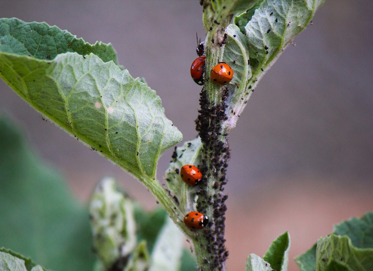 20 Tips for Keeping All Critters Out of Your Yard and Garden