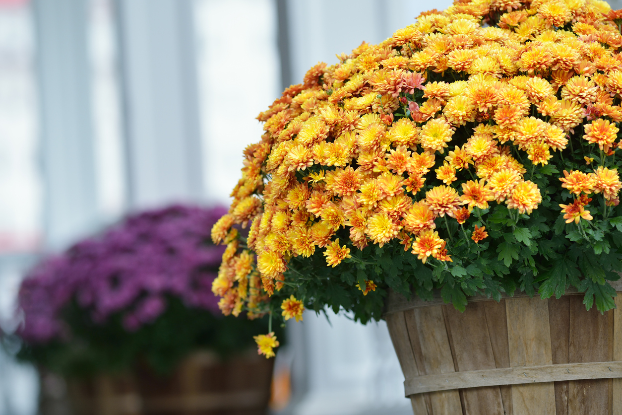 chrysanthèmes d'automne