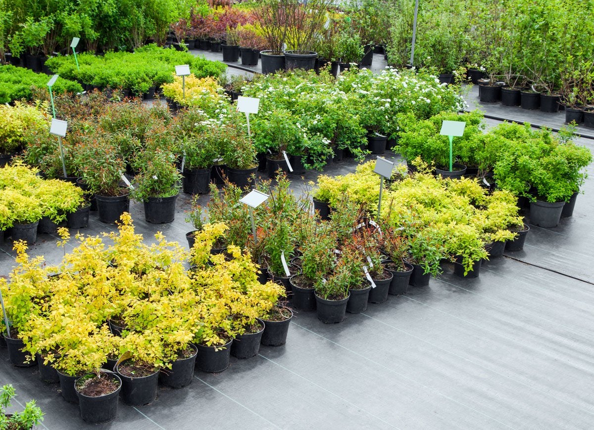 Do These 8 Things and Never Pay for Plants Again