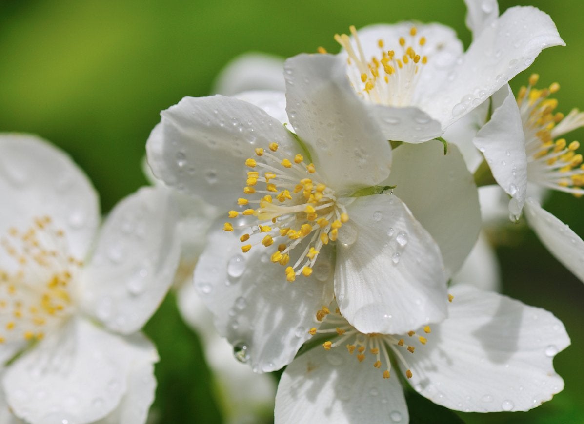 15 Fascinating Flowers That Bloom Only at Night