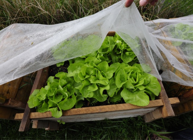 Comment protéger les plantes du gel