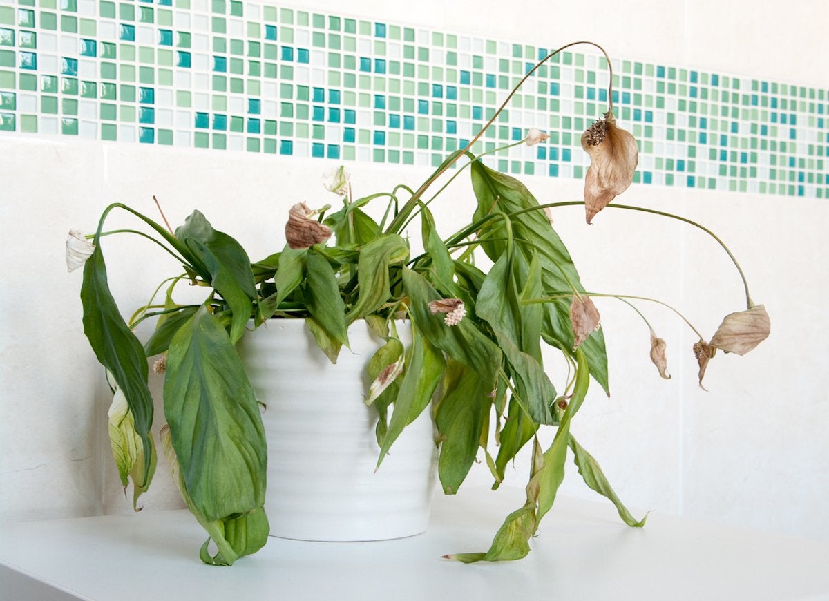 14 Symptoms of an Unhappy Houseplant (and How You Can Treat Them)