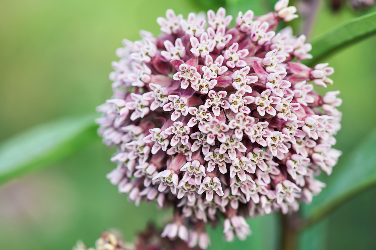 types of wildflowers milkweed