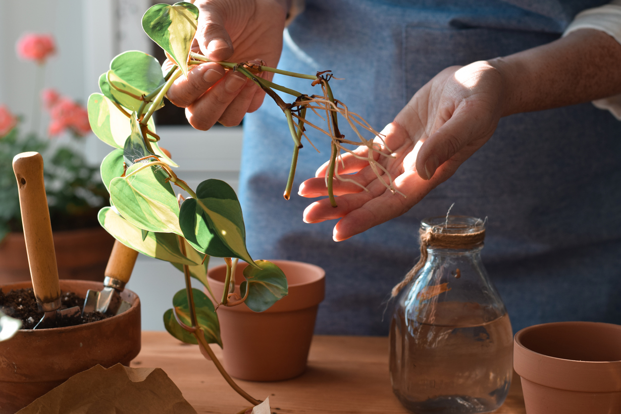 Closeup woman's hands holding pothos plant cuttings with roots ready to be propagated in water.