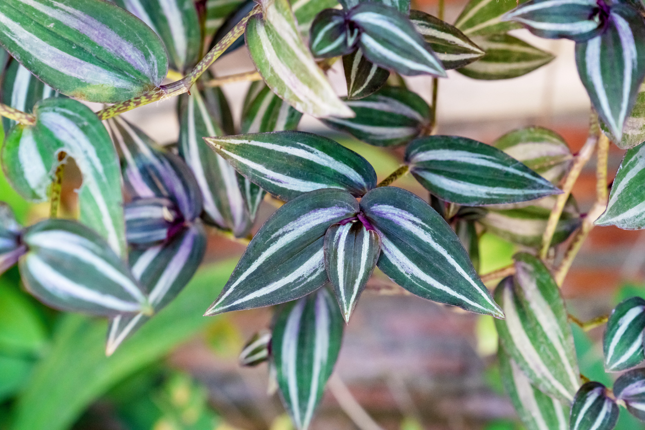 Close up shot of dark green, grey, and purple inch plant leaves growing in front of red brick wall.