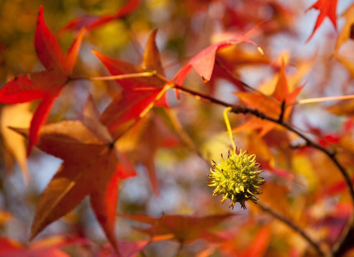 The Best Trees to Plant for Fall Foliage