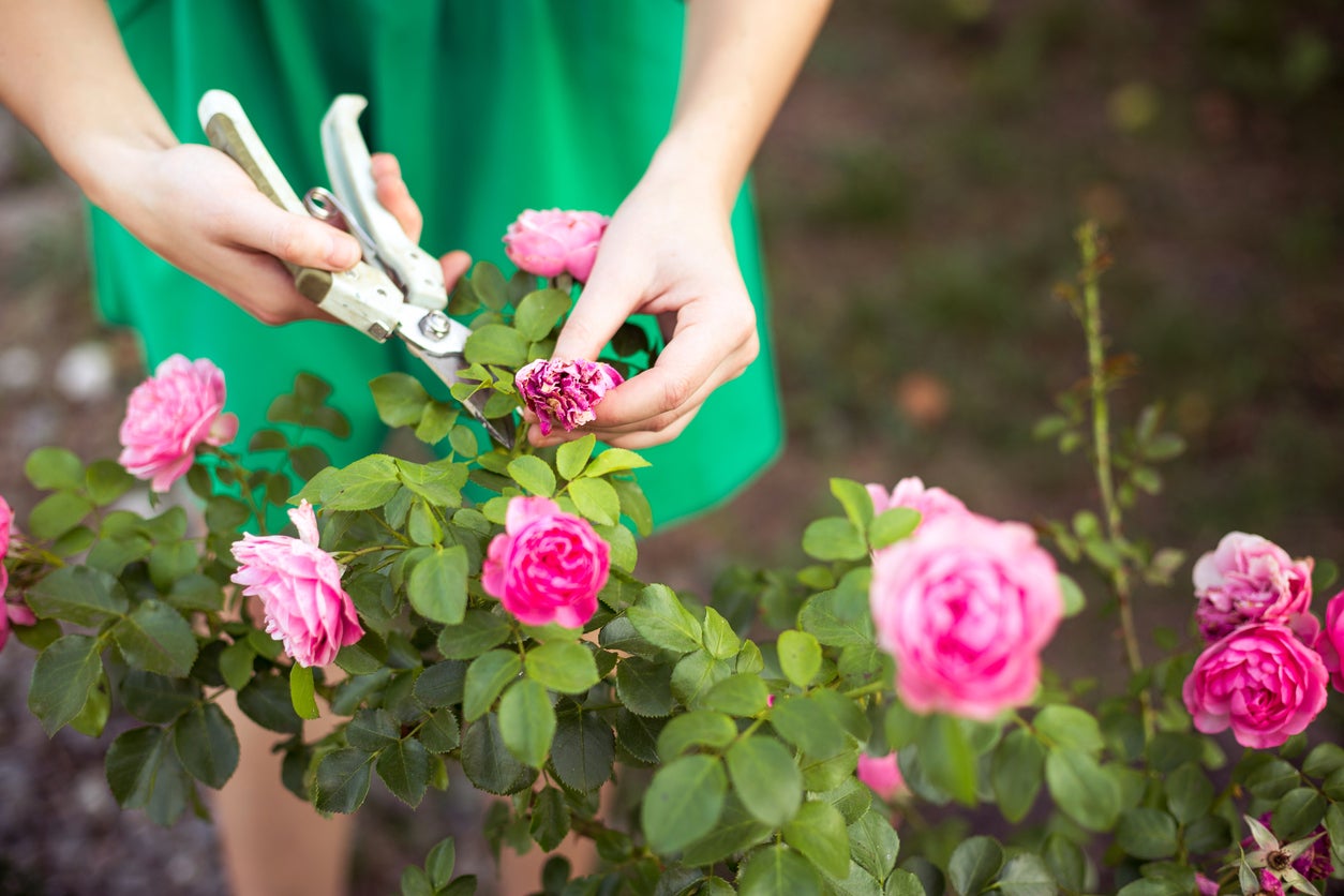 10 In-Season Gardening Chores You Should Be Doing Every Week