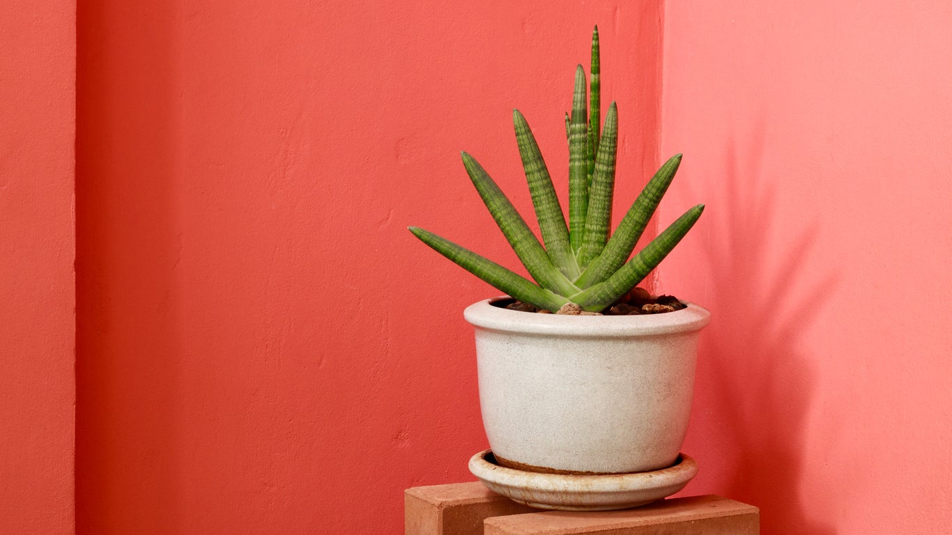 15 Snake Plant Varieties for Low-Maintenance Living Decor