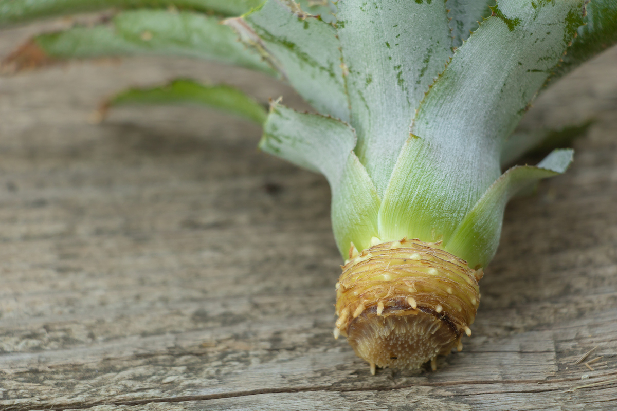 pineapple plant care