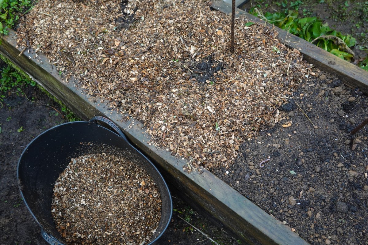 A bucket of shredded wood and other organic material is being layered into a raised garden bed.