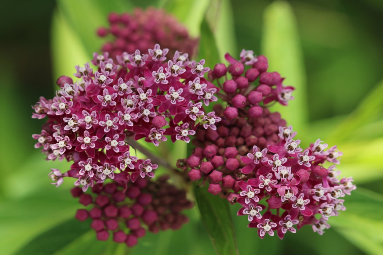 10 plantes de jardin pluvial qui peuvent aider à réduire le ruissellement