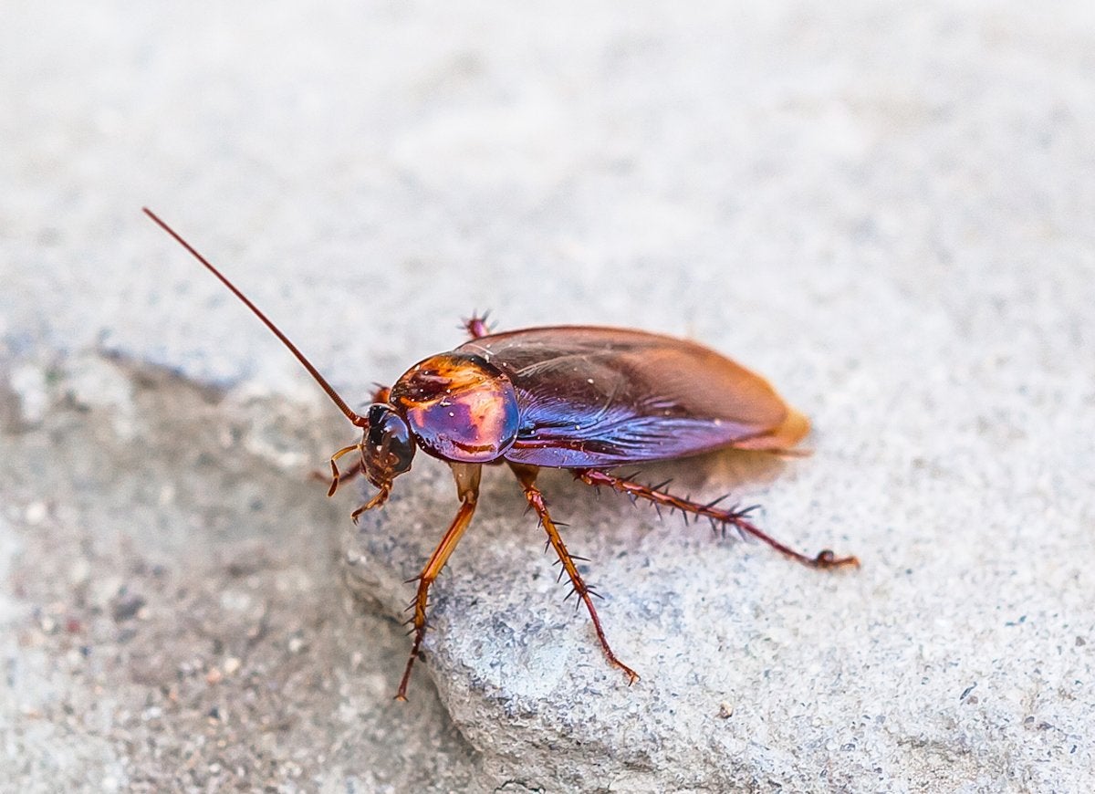 The 10 Most Dangerous Bugs to Watch Out for This Summer