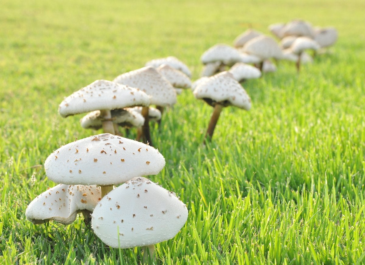 7 Things Your Lawn May Be Trying to Tell You