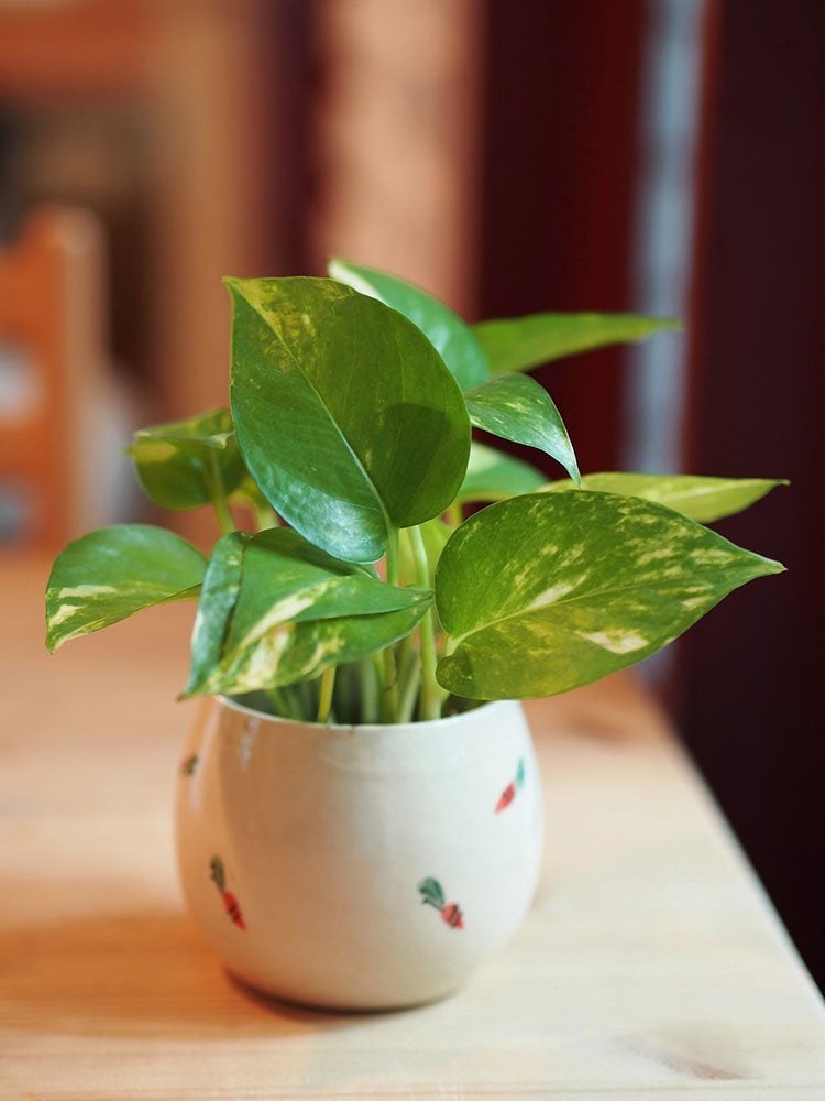 Count On These 25 Indoor Plants for Easy Color Year-Round