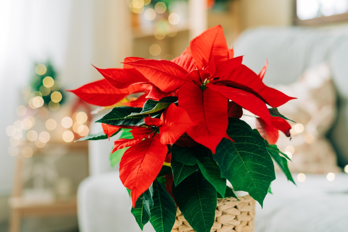 Christmas plants - poinsettia plant