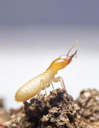 À quoi ressemblent les termites en fonction de leur longueur