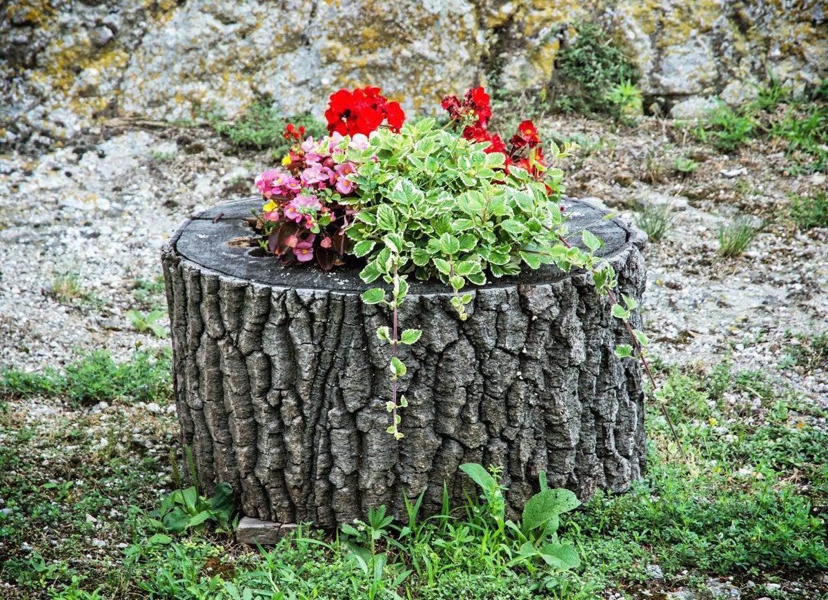 Les meilleures (et les plus étranges) choses que vous pouvez faire avec une souche d'arbre