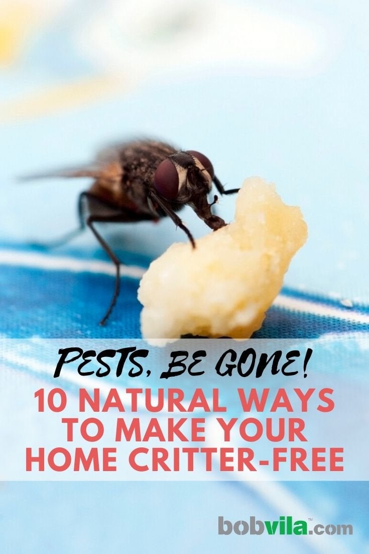 Pests, Be Gone! 11 Natural Ways to Make Your Home Critter-Free