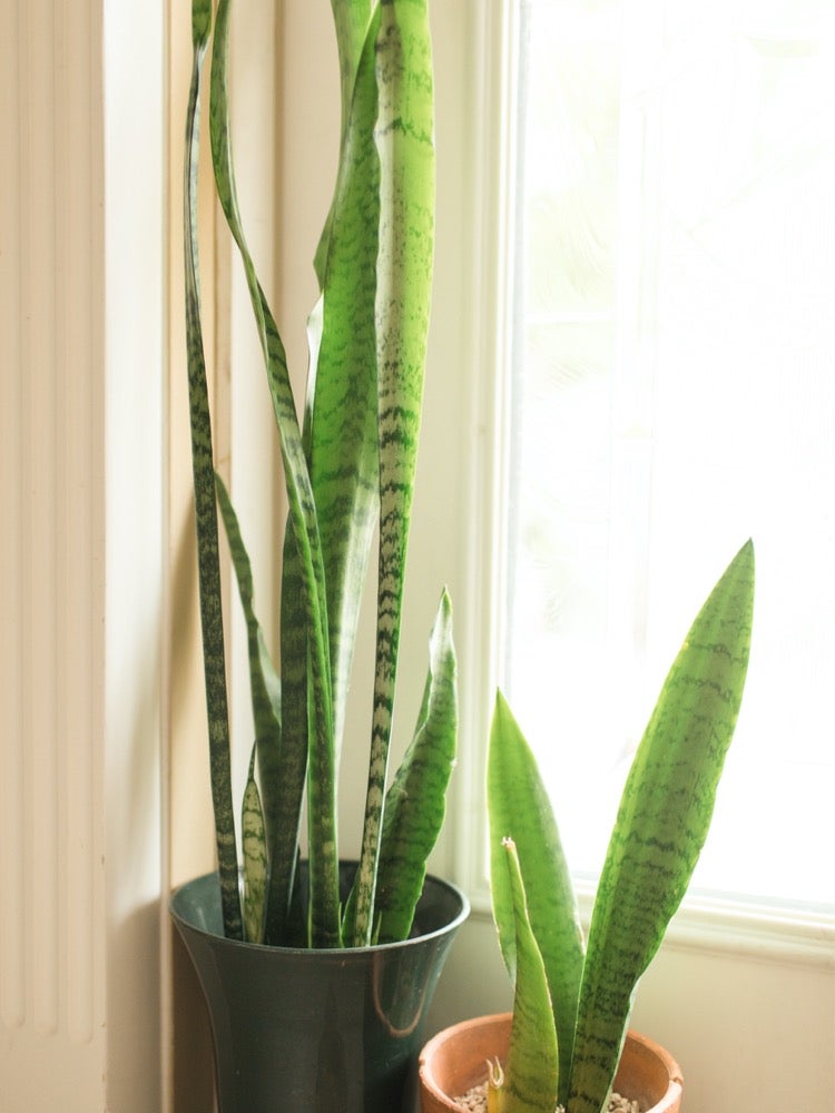 These 11 Plants May Help Keep Your House Cool