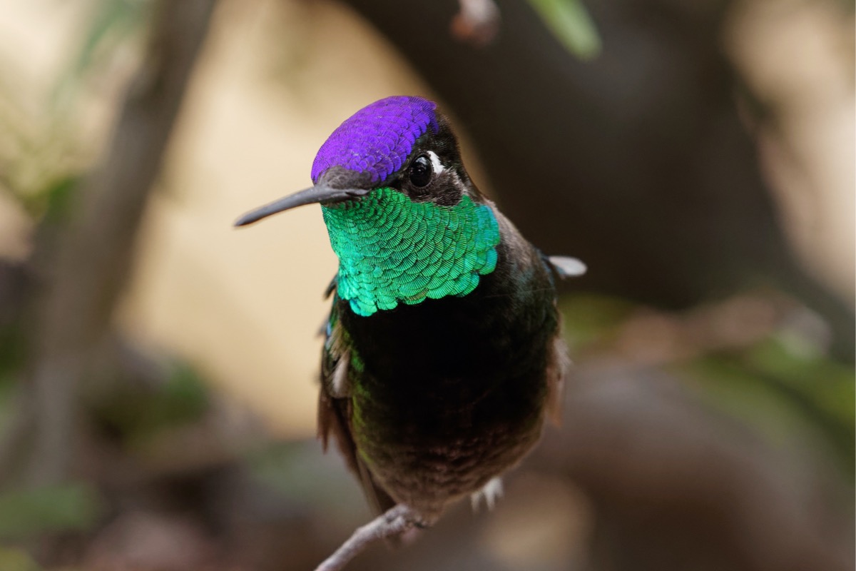 types de colibris