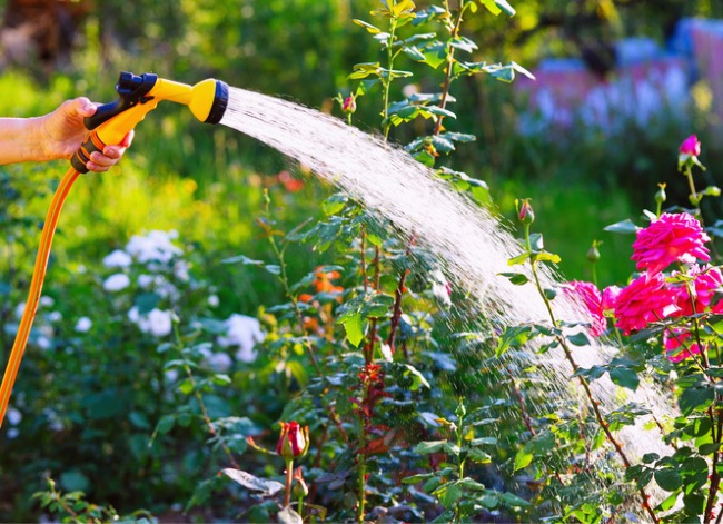 7 Things to Know When Growing a Wildflower Garden