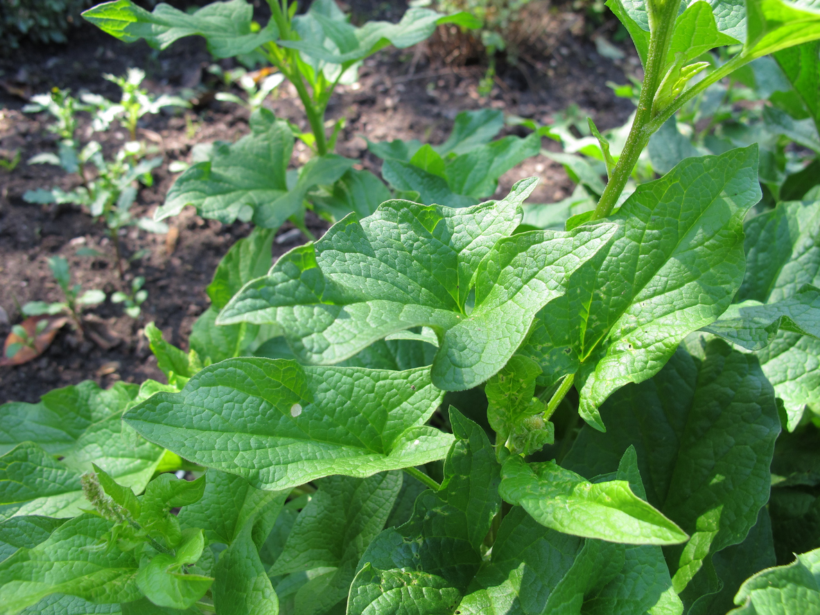 perennial vegetables