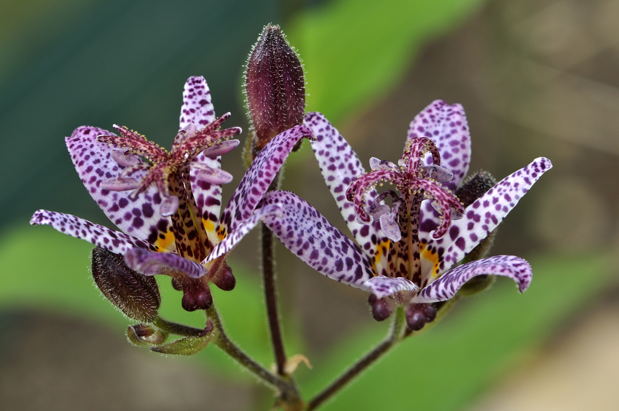 shade flowers